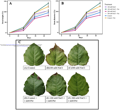 Enhancing salt tolerance in a hybrid poplar (Populus nigra x maximowiczii) through exogenous putrescine application: Growth, physiological, and biochemical responses