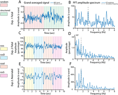 Frequency tagging evidence supports perceptual separation of rapid stimuli in human fetuses