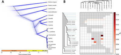 Lizards on a sky archipelago: Genomic approaches to the evolution of the mountain genus Iberolacerta