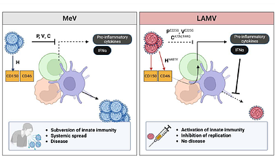 Acute induction of IFNα is responsible for the attenuation of the live measles vaccine