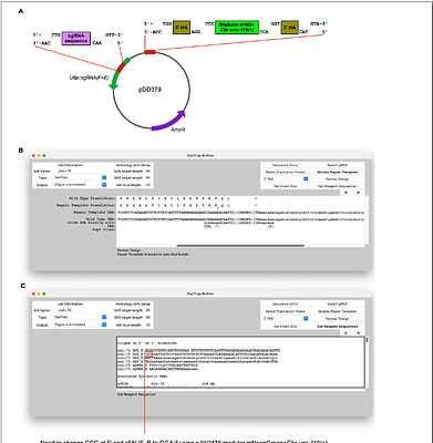 Multiscale patterning of a model apical extracellular matrix revealed by systematic endogenous protein tagging