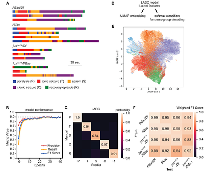 Automated behavior classification of julius seizure mutants in Drosophila reveals stereotyped seizure stages with genotype specificity