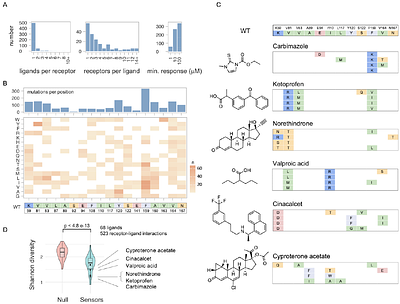 Unusually Broad-spectrum small-molecule sensing using a single protein scaffold