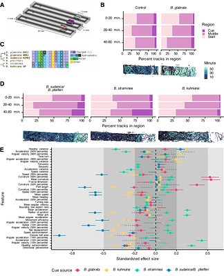 Quantitative ethology of schistosome miracidia characterizes a conserved snail peptide that inhibits penetration