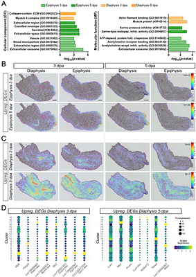 Tissue composition shapes differential skeletal integration strategies during axolotl limb regeneration