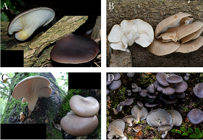 Multi-gene phylogeny and morphology of Pleurotus in Aotearoa New Zealand reveal a new variety of Pleurotus pulmonarius
