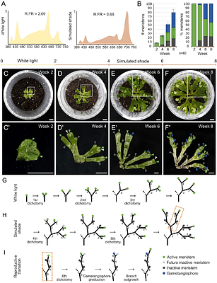 The cytochrome P450 enzyme MpCYP78E1 inhibits meristem initiation and activity in Marchantia polymorpha