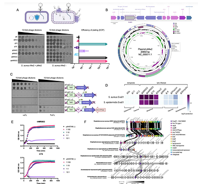 Antimicrobial-resistance plasmids encode Evangelion, a widespread DUF4062 anti-phage defence family