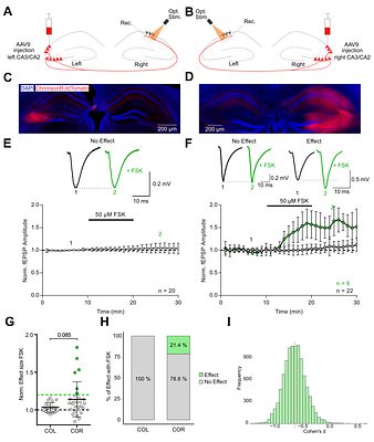 Hippocampal Commissural Circuitry Shows Asymmetric cAMP-Dependent Synaptic Plasticity