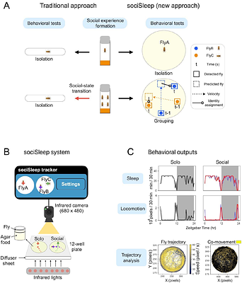 Recent social loss, not chronic isolation, reshapes sleep in Drosophila