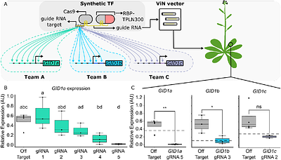 A CURE for synthetic regulation of gene expression: Rapid screening of guide RNA efficacy as a framework for enabling undergraduate research in plant synthetic biology