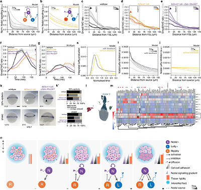 A closed feedback between tissue phase transitions and morphogen gradients drives patterning dynamics