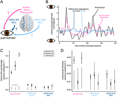 Interactions across hemispheres in prefrontal cortex reflect global cognitive processing