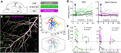 Dissecting the molecular triggers of early and late long-term potentiation
