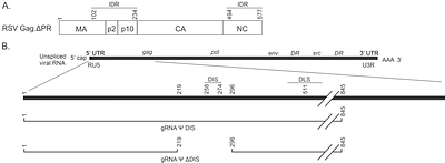 Two peas in a pod: retroviral RNA dimers organize Gag-RNA nanoclusters with novel biophysical properties