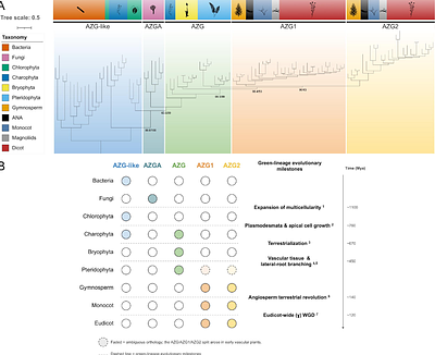 It takes two to tango: evolutionary divergence and functional interplay of AZG1 and AZG2 cytokinin transporters