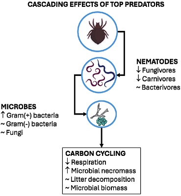 Top predators in soil food webs increase carbon cycling efficiency