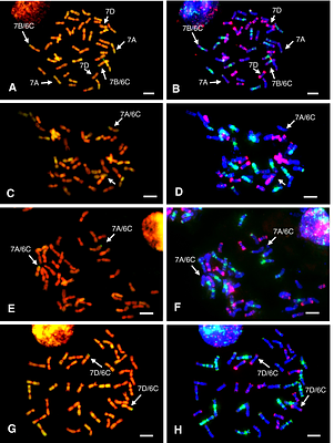 Chromosomal rearrangements 1 and sequence similarity drivepreferential allosyndetic introgression from a wild relative into wheat