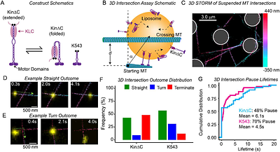 Kinesin-1 Autoinhibition Tunes Cargo Transport by Motor Ensembles