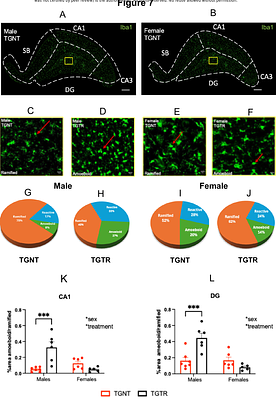 Terazosin drives sex-dependent adrenergic-bioenergetic reprogramming to restore network function in Alzheimer's disease