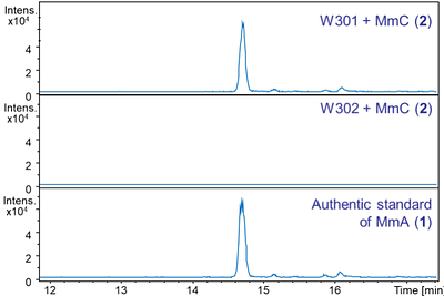 Discovery of late intermediates in methylenomycin biosynthesis active against drug-resistant Gram-positive bacterial pathogens