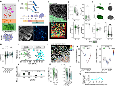 Organoids reveal niche-specific mechanotransduction-guided human cortical patterning and cell fate acquisition