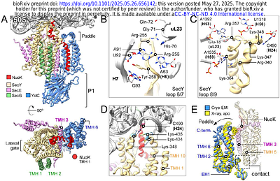 Substrate-induced assembly and functional mechanism of the bacterial membrane protein insertase SecYEG-YidC