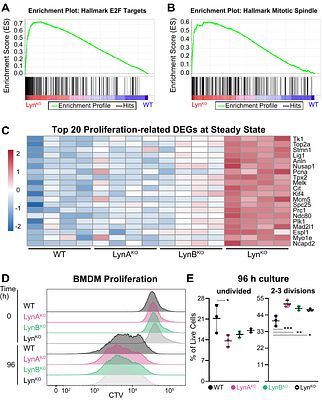 Total, not isoform-specific, Lyn expression by macrophages promotes TLR activation and restricts proliferation