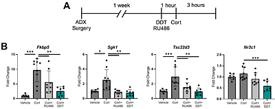 In vitro to in vivo evidence for chemical disruption of glucocorticoid receptor signaling