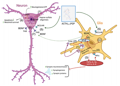 Synthetic analogue of adrenocorticotropic hormone, ACTH(4-7)PGP delays neurological manifestations in diseases of mucopolysaccharidosis III spectrum by reducing neuroinflammation and rescuing neurotransmission, synaptogenesis, and axonal demyelination