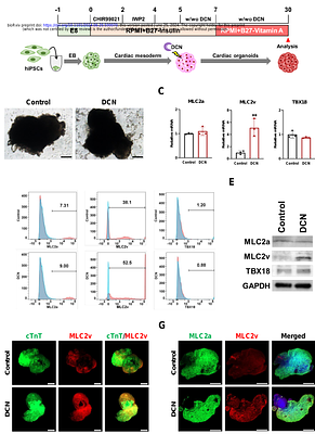 Decorin promotes cardiac organoid maturation by activating AMPK-PGC1A pathway to enhance cardiac metabolism and mitophagy