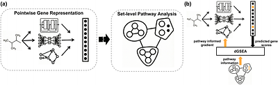 Differentiable Gene Set Enrichment Analysis for Pathway-Level Supervision in Transcriptomic Learning