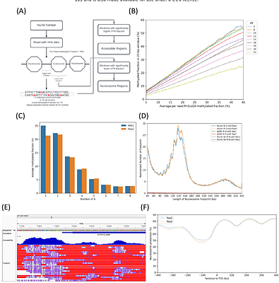 Examining chromatin heterogeneity through PacBio long-read sequencing of M.EcoGII methylated genomes: an m6A detection efficiency and calling bias correcting pipeline