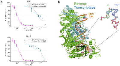 Single-Shot Design of a Cyclic Peptide Inhibitor of HIV-1 Membrane Fusion with EvoBind