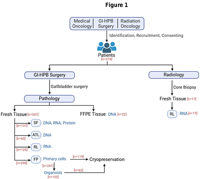 Insights into gallbladder cancer pathogenesis from a living organoid gallbladder cholangiocyte biorepository