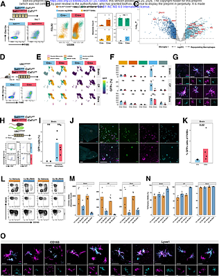 The brain-meningeal interface functions as a reservoir and entry site for brain parenchymal macrophages