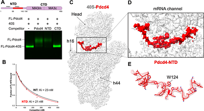 Human tumor suppressor protein Pdcd4 binds at the mRNA entry channel in 40S small ribosomal subunit