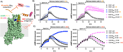 Nanobody-based conjugates targeting small molecule-binding GPCRs and exhibiting logic-gated signaling