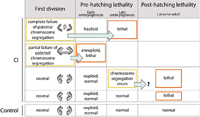 Wolbachia-induced Cytoplasmic Incompatibility drives epigenetic and maternally-influenced post-embryonic defects