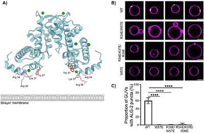 Mechanism and cellular function of direct membrane binding by the ESCRT and ERES-associated Ca2+-sensor ALG-2