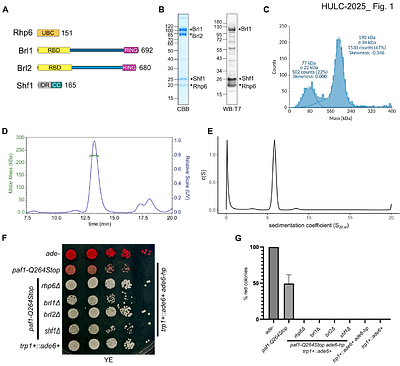 The HMD domain of the PAF complex primes Rad6-Bre1 E3 ligase complexes for H2B ubiquitination