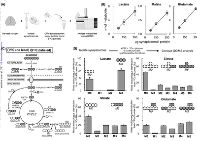 13C tracing in synaptosomes reveals that SGLT2 inhibition with dapagliflozin prevents metabolic deficits in the 5X-FAD model of Alzheimer's Disease