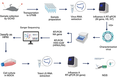 Community-Based Surveillance for Highly Pathogenic Avian Influenza Viruses among Deceased Birds