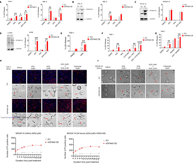 DFNA5-mediated pyroptosis is a driver for venetoclax and azacytidine synergy in myeloid leukemia