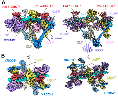 End Processing in NHEJ by Polymerase {lambda} and PNKP is coordinated during short-range synapsis