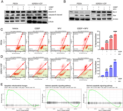 The combination of nelfinavir and cisplatin drives lytic cell death through a caspase-8/caspase-3/GSDME axis in platinum-resistant ovarian cancer cells