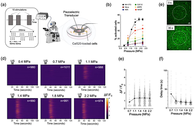Ultrasound-cell interactions mediated by cell cortex biomechanics