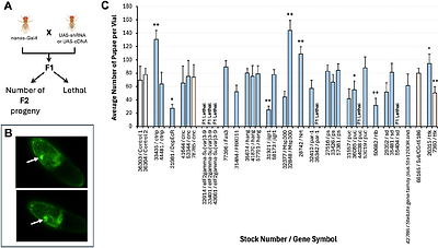 Single-cell analysis of chromatin accessibility and gene expression in Drosophila melanogaster embryos following hypoxia treatment