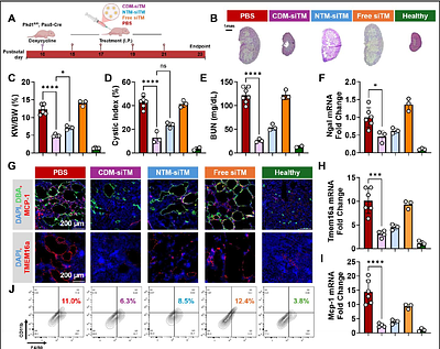 Combination siRNA delivery as a therapeutic strategy for ADPKD