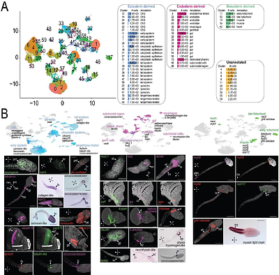 Single cell sequencing during the entire life cycle reveals cell type diversity in Oikopleura dioica, and pools of genes expressed in the house-producing epithelium